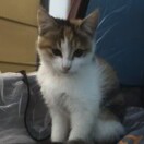 天玄邪魅暗影战猫