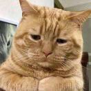 生活不易猫猫叹气