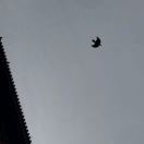 Enclave at the Cathedral转租&房东直租