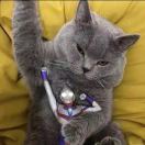 zzl11的头像-棉花糖会员站