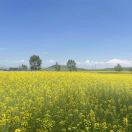 🐴阳光保险🐶张威