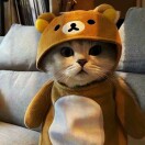 用户51116264的头像-拟人圈