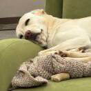 晚安的头像-长游分享网