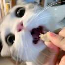 王元元