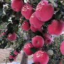 A静宁苹果早酥梨专卖🍎🍐