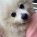 百度反链查询