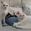 Leon-秀琴曲谱网