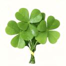 老王很佛系头像