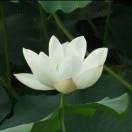 如沐春风（元庆）