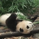 妈妈桑别打了