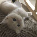 sherlock quarter转租