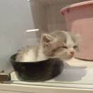 工程师