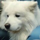 布里斯托求租