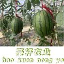 A豪轩农业17048027444