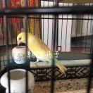 朝阳升子欧洲鸟类用品135212472