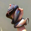 啊饿