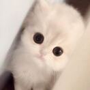 Bagshaw Building | East Tower | Wardian转租&房东直租