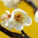 翔仔的头像-cok论坛 - AGREE动漫游戏