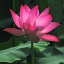 calmever's Avatar