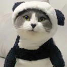 周旦旦