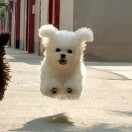 虾条🍤的头像-秀琴曲谱网