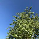 aspen