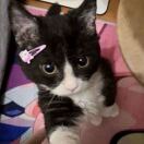 Tabbard apartment转租