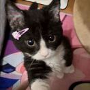 Tabbard apartment转租