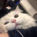 New Bridewell转租&房东直租