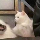 荠