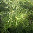求索