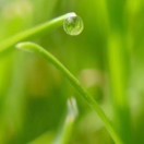 绿树浓阴夏曰长 