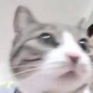 ?? 小西幾