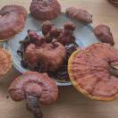 域鑒茶鄉(xiāng)新聞的店鋪