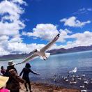 成都仟味优选杨强***