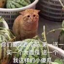 小傻瓜