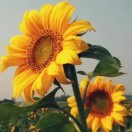 黄辉15305545766的头像-熵减岛