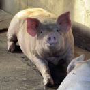 iQ East Court转租&房东直租