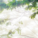 夏至