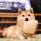 用户90829849的头像-cok论坛 - AGREE动漫游戏