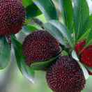 永缘•﹏•的爱