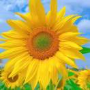 嘴角上扬的头像 