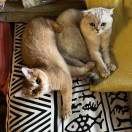 รยภรђเภє🔆