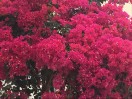 林梅花