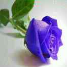 紫玫瑰2 