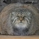 老狼