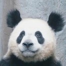 邹烈诚