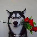 一个达不【劉】