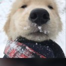 王磊