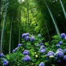 战马dj版崔伟立